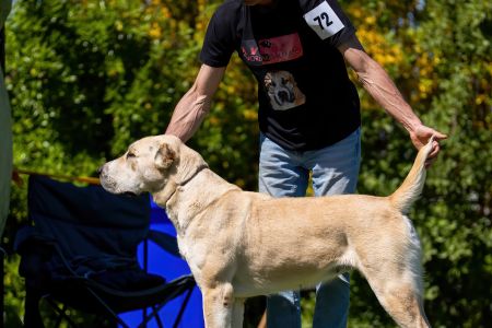 72. 	Suka	Otvorená	BONITA MORLAK DALMATO	V