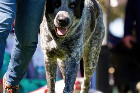 74. 	Suka	Otvorená	CATALINA	VD