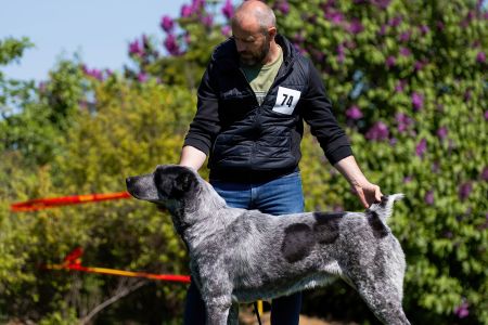 74. 	Suka	Otvorená	CATALINA	VD