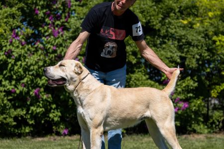 72. 	Suka	Otvorená	BONITA MORLAK DALMATO	V