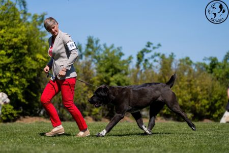 68. 	Suka	Otvorená	BAGHEERA MORLAK DALMATO	V4
