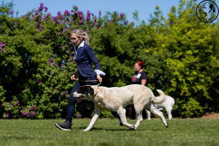 69. 	Suka	Otvorená	BAHARGÜL NORTH STAR FIGHTER	VD