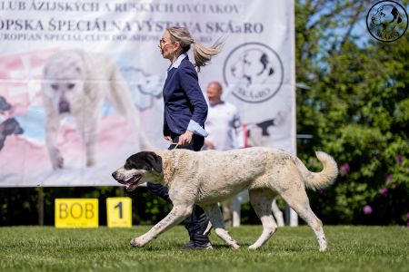 69. 	Suka	Otvorená	BAHARGÜL NORTH STAR FIGHTER	VD