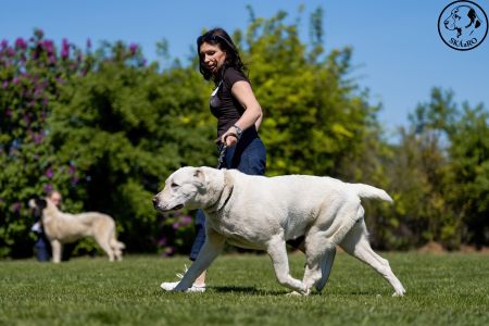 70. 	Suka	Otvorená	BERRY USULL-BEK	V