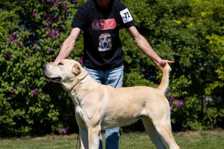 72. 	Suka	Otvorená	BONITA MORLAK DALMATO	V