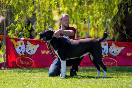 90. 	Suka	Otvorená	WHITNEY-BEARD’S-KENNEL	VD