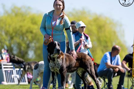 77. 	Suka	Otvorená	DORY BARKING MAD	V