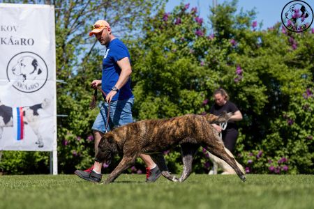 62. 	Suka	Stredná	SHAHEN SHAH-KARA CHERRI	V2, Res.CAC