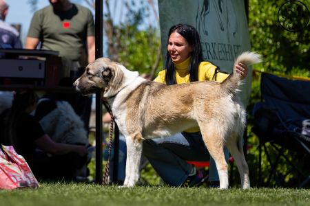 63. 	Suka	Stredná	SULIMA DAUR DON	V