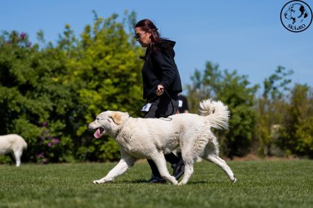 64. 	Suka	Stredná	TIKOSISTAN B´NEFERITI	V