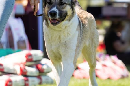 63. 	Suka	Stredná	SULIMA DAUR DON	V