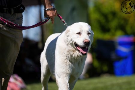 61. 	Suka	Stredná	ROXY CHACALKIZ CHENEKEL	V4