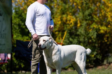 66. 	Suka	Otvorená	AKIRA SRDCE BOJOVNÍKA	V