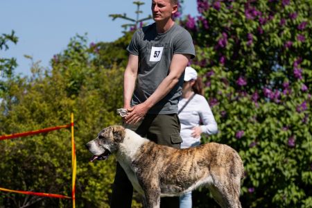 57. 	Suka	Stredná	CIARA KERBEROS KARPATHIA	V1, CAC