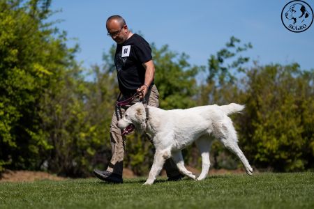 61. 	Suka	Stredná	ROXY CHACALKIZ CHENEKEL	V4