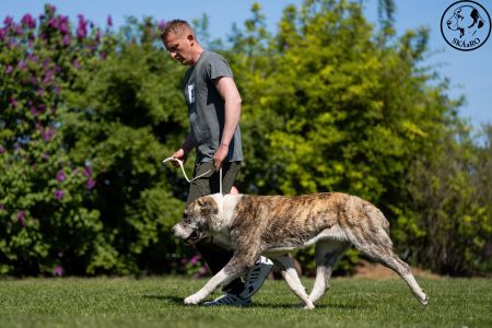 57. 	Suka	Stredná	CIARA KERBEROS KARPATHIA	V1, CAC