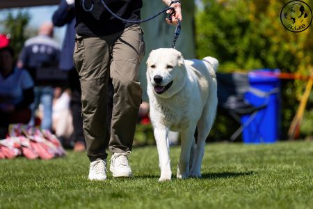 60. 	Suka	Stredná	RIMMA CHACALKIZ CHENEKEL	V
