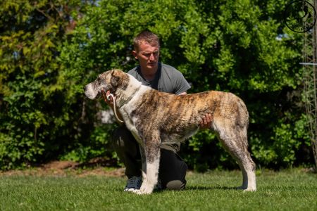 57. 	Suka	Stredná	CIARA KERBEROS KARPATHIA	V1, CAC