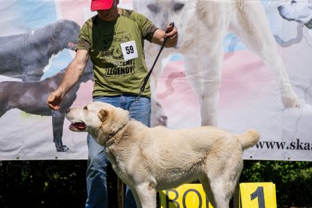 59. 	Suka	Stredná	RENESMEE TENERIS IZARA	V3