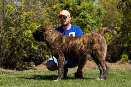 62. 	Suka	Stredná	SHAHEN SHAH-KARA CHERRI	V2, Res.CAC