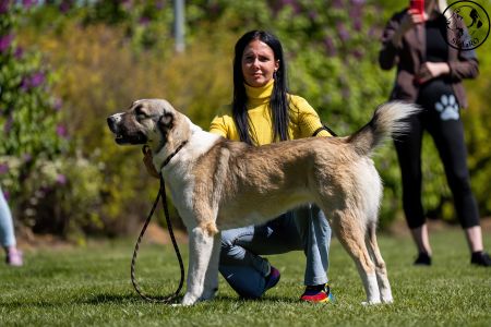 63. 	Suka	Stredná	SULIMA DAUR DON	V