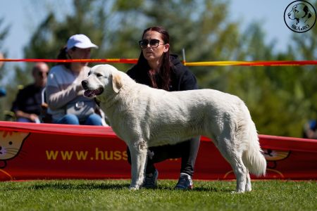 64. 	Suka	Stredná	TIKOSISTAN B´NEFERITI	V