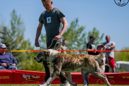 57. 	Suka	Stredná	CIARA KERBEROS KARPATHIA	V1, CAC
