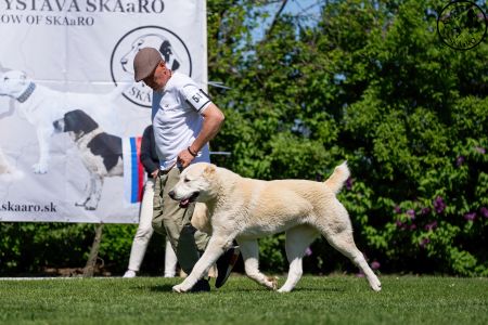 54. 	Suka	Mladých	TAJGA	V2