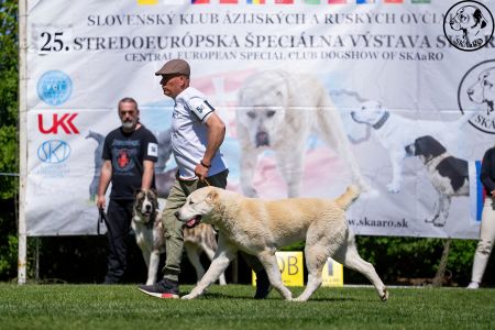 54. 	Suka	Mladých	TAJGA	V2