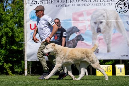 54. 	Suka	Mladých	TAJGA	V2