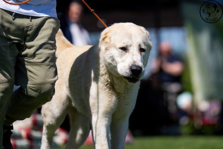 54. 	Suka	Mladých	TAJGA	V2