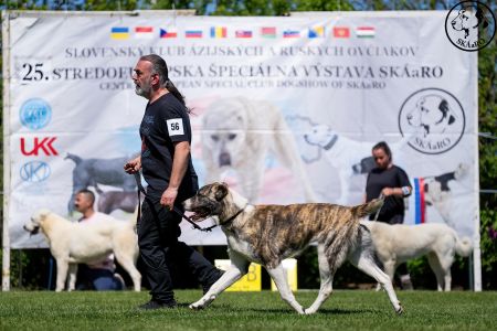56. 	Suka	Mladých	VANDA MIA CAOKO MIA 	V