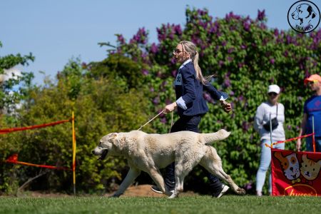 52. 	Suka	Mladých	LUCY ERK ESHRET	Stredoeurópsky Víťaz Mladých, V1, CAJC