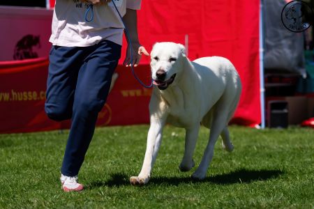 48. 	Suka	Mladých	ATHENA	V