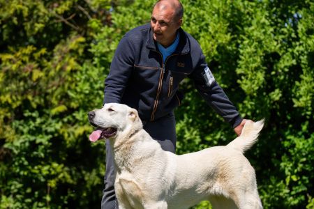 50. 	Suka	Mladých	HISTORY SOUL NOVKE ALABAY SRB	V3