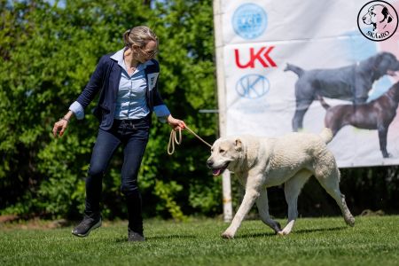 52. 	Suka	Mladých	LUCY ERK ESHRET	Stredoeurópsky Víťaz Mladých, V1, CAJC