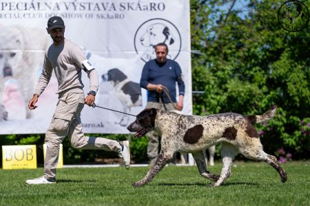 51. 	Suka	Mladých	LEDA FROM IMPERIAL ROADS	V4