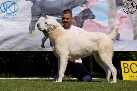 48. 	Suka	Mladých	ATHENA	V