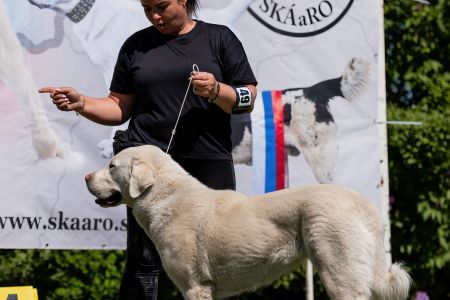 49. 	Suka	Mladých	DAMIRA K.K. TEMUDŽIN	V