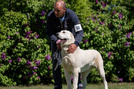50. 	Suka	Mladých	HISTORY SOUL NOVKE ALABAY SRB	V3