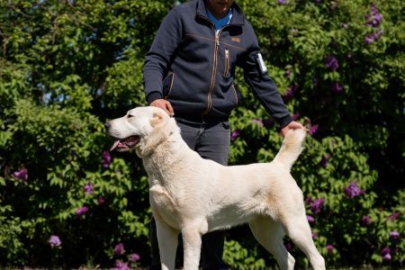 50. 	Suka	Mladých	HISTORY SOUL NOVKE ALABAY SRB	V3