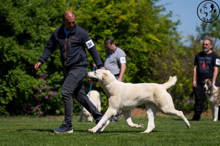 50. 	Suka	Mladých	HISTORY SOUL NOVKE ALABAY SRB	V3