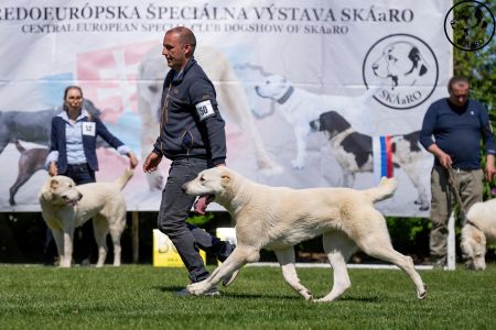 50. 	Suka	Mladých	HISTORY SOUL NOVKE ALABAY SRB	V3