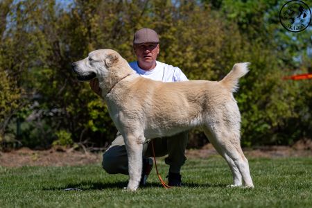 54. 	Suka	Mladých	TAJGA	V2