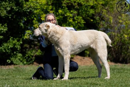 52. 	Suka	Mladých	LUCY ERK ESHRET	Stredoeurópsky Víťaz Mladých, V1, CAJC
