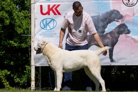 48. 	Suka	Mladých	ATHENA	V