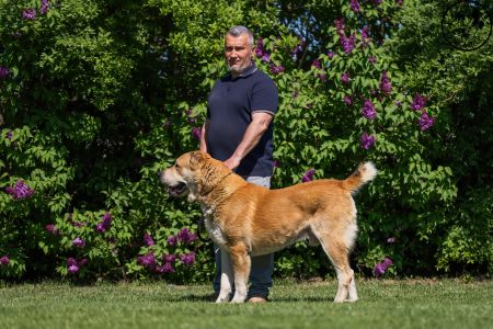 33. 	Pes	Šampiónov	RENESMEE TENERIS AMAR	V2, Res.CAC