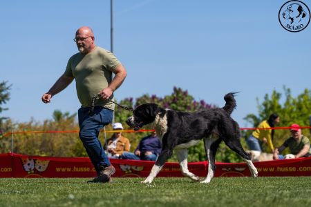 32. 	Pes	Šampiónov	F’ GÜÝGLI VON LIFE BALL	V3