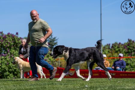 32. 	Pes	Šampiónov	F’ GÜÝGLI VON LIFE BALL	V3