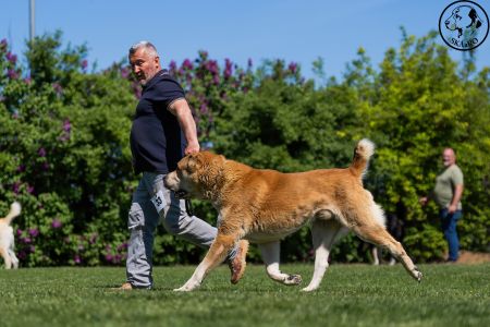 33. 	Pes	Šampiónov	RENESMEE TENERIS AMAR	V2, Res.CAC